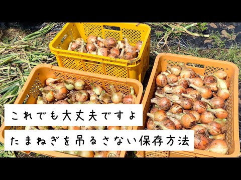 , title : '【家庭菜園】吊るさない玉ねぎの保存方法！収穫したらコンテナにつめて長期保存をしよう！'