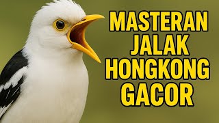 Download lagu Masteran Jalak Hongkong Gacor Full Isian Mewah mp3