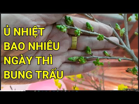 🔴 QBS22332 - Ủ NHIỆT MAI VÀNG BAO NHIÊU NGÀY BUNG TRẤU | Ủ NHIỆT MAI VÀNG BAO NHIÊU NGÀY NỞ HOA