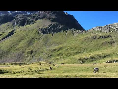 Mucche al pascolo al rifugio Viola