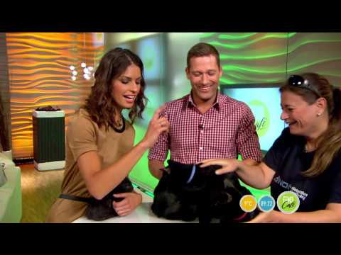 Fogadj örökbe egy cuki cicát!