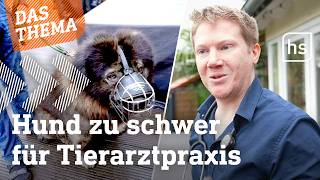 Mobiler Tierarzt: Gewohnte Umgebung statt purer Stress | hessenschau D
