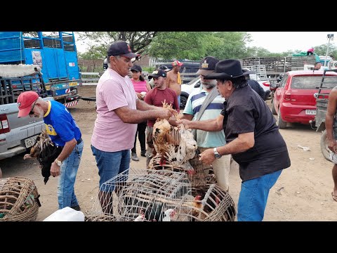 Feira de galinhas caipira e porcos de Santa Cruz do capibaribe Pernambuco 09/03/2026