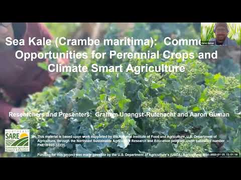 Growing Seakale, a Perennial Vegetable Crop | Research Nugget