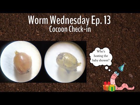 Vermicomposting | Cocoon Check-in | Worm Wednesday | Ep. 13