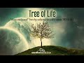 Above And Beyond From The Audiomachine Public Release Tree Of Life 1 Hours