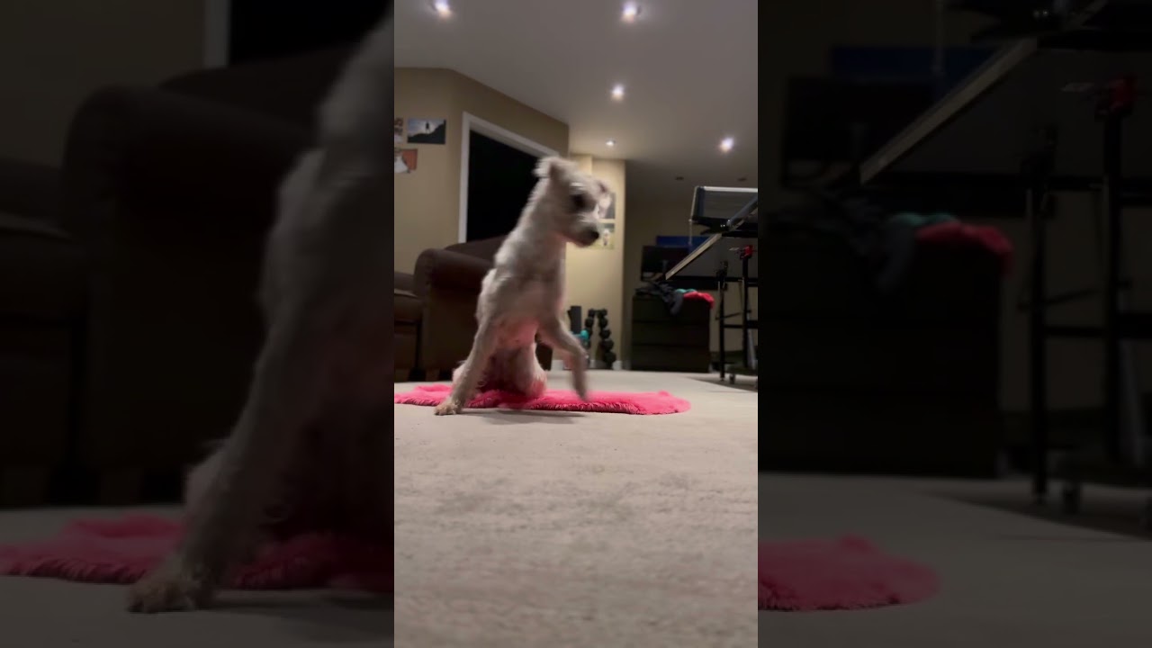 Enlarge Tia, an adopted mixed breed in Edmonton, AB video 3/6