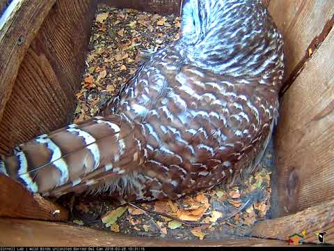 "Who Cooks For You?" Hooting Calls On Barred Owl Cam – March 28, 2018
