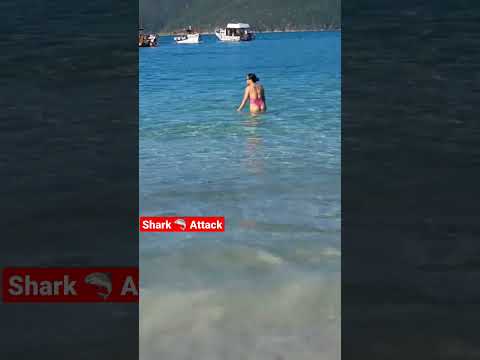 ???????? Shark Attack | Rio De Janeiro Atlantic Ocean #shark #travel #subscribe #comedy #brazil #ocean