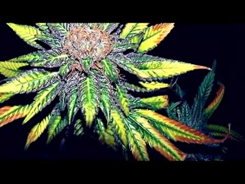 GREEN FIELDS By Bonnie Legion - We From Cannabis Database Love this Song...