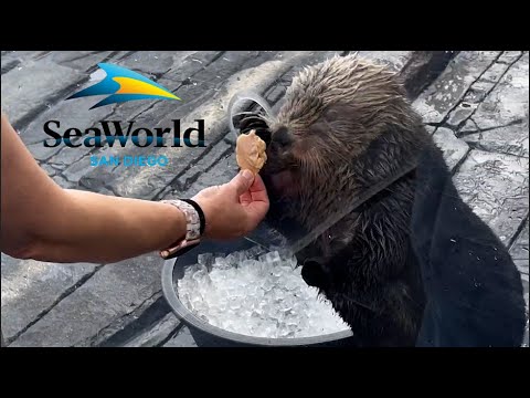 聖地亞哥海洋世界海獺近距離接觸 2024 年 (Sea World San Diego: Sea Otter Up-Close Encounter 2024)
