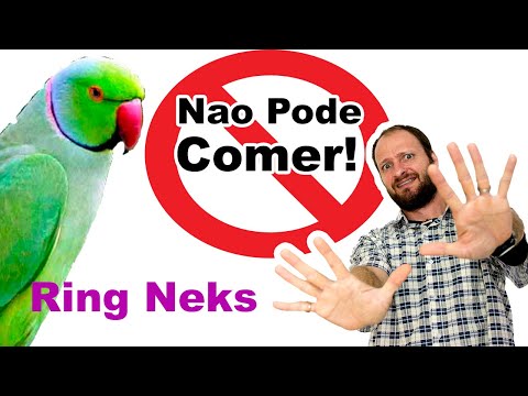 O que o ring neck não pode comer? o que não pode oferecer para ring neck comer?