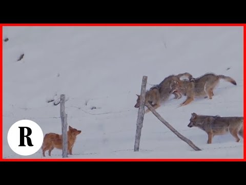, title : 'Abruzzo, la scaltrezza del cane: sfugge all'attacco di tre lupi'