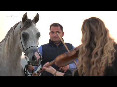 🌼 KAWHTAR AL SAYED 🌼 (ALEXXANDERR x KAHILAH ALSAYED), 2018 Filly