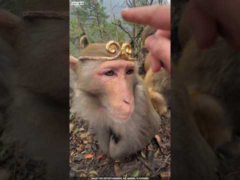 👑 जंगल का राजा कौन बनेगा? ताज संभालना ही मुश्किल हो गया! 🐒😂