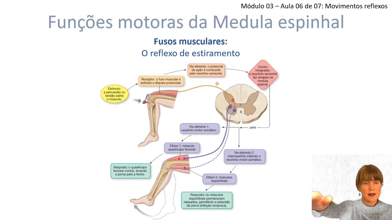 Controle espinhal do movimento corporal M3 A6- Movimentos reflexos