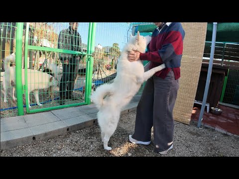 진돗개 우두머리 백곰팬, 김현미 누나 방문기!