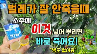 벌레가 잘 안죽을때 소주에 이것 넣어 뿌리면 진딧물 총채벌레 개미 노린재까지 바로 죽고 병도없어요 #고추병해…