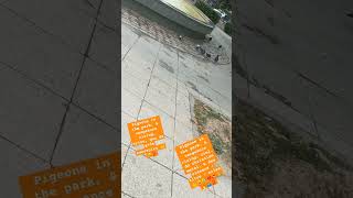 loool, pigeons in the Park, &amp; vengeance rising, arise, de grds souvenirs, Christian metal &amp; oiseaux