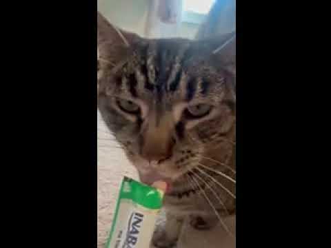 Mr. Bill, an adoptable Domestic Short Hair in CANONSBURG, PA_image-1