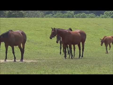 Looking Back: Breeders' Futurity