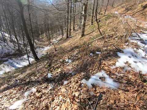 Lov na divlje svinje 2026