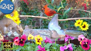 😻 Relaxing Bird Bath 8 Hours of Birds with Sound of Fountain Waterfall Uninterrupted CatTV @LensMyth
