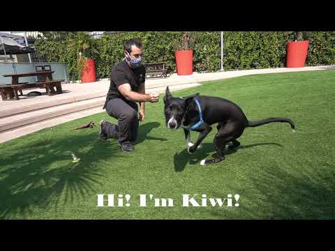 SF SPCA Kiwi Needs a New Home!