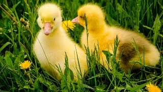 Жили у бабуси два веселых гуся. смешные животные. детские песенки