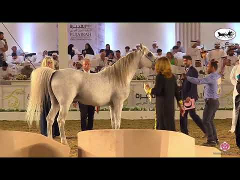 N.339 LVA MAXIMUS - Fujairah AH Championship 2022 - Stallions 4+ Years Old (Class 8C).mp4