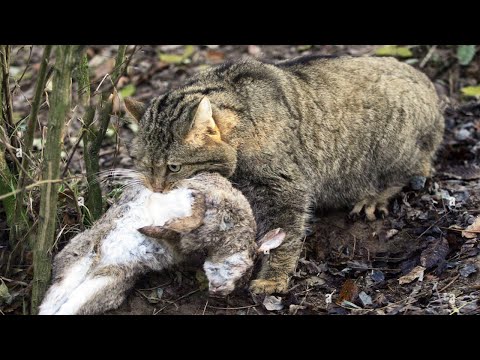 Он Ловит Кроликов как Мышей! Лесной кот – скрытный и Яростный хищник!