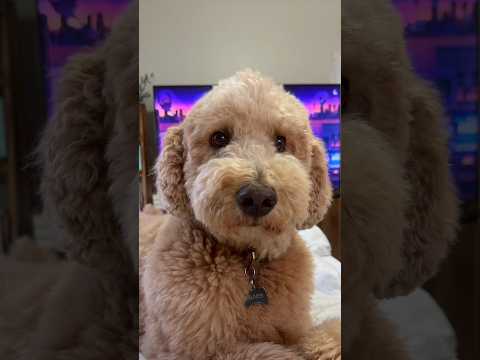 They always know #dog #goldendoodle