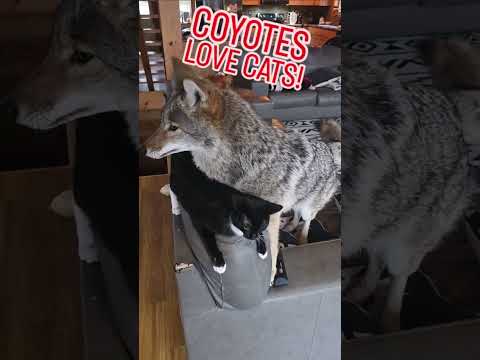 PUPPY LOVE!❤️🐺 ##weavethecoyote #coyote #dog #puppy #pitbull #cat #cute #animals #animal #friends 