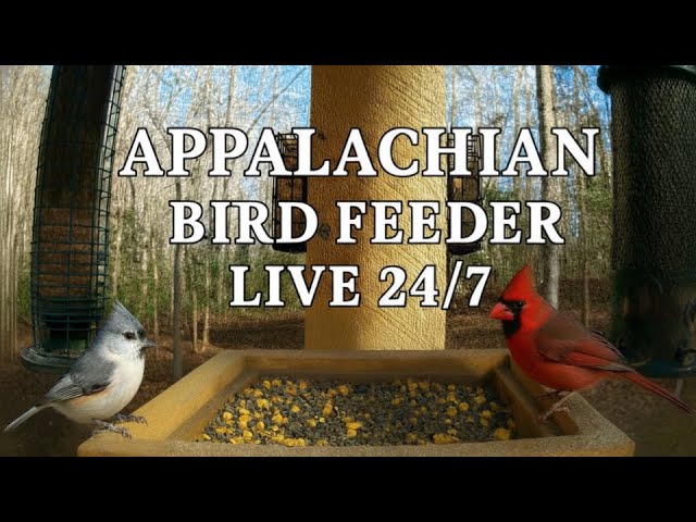 Live webcam view of Blue Ridge Foothills Bird Feeder