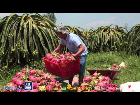 Cây Thanh Long – Dragon Fruit by Lý’s Studio