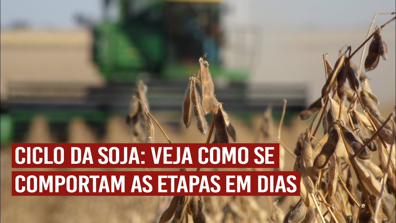 Ciclo da soja: veja como se comportam as etapas em dias