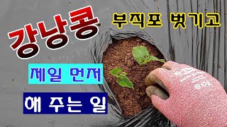 [텃밭농부. 1,393]  강낭콩 본잎 나오면 부직포 벗기고, 이 작업 제일 먼저 해 주세요. #깅낭콩재배