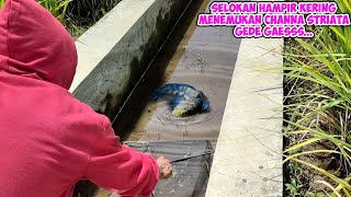 Download lagu rescuing a large channa striata fish in an almost dry ditch mp3