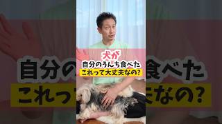 犬の食糞、大丈夫なの？#うちいぬ。#犬のいる暮らし#dog
