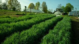Cover Crops You Can Eat (And Still Get Benefits)