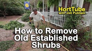 How to Remove Old Established Shrubs (Digging Out Well Anchored Plants)