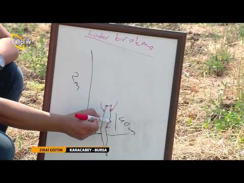 download lagu mp3 mp4 Ceviz Yetitiricilii, download lagu Ceviz Yetitiricilii gratis, unduh video klip Ceviz Yetitiricilii