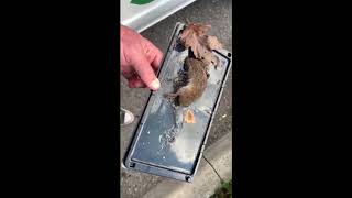 Why You Should Never Use Glue Traps For Mice