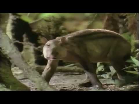 Once Upon Australia [1995] - Ngapakaldia Screen Time