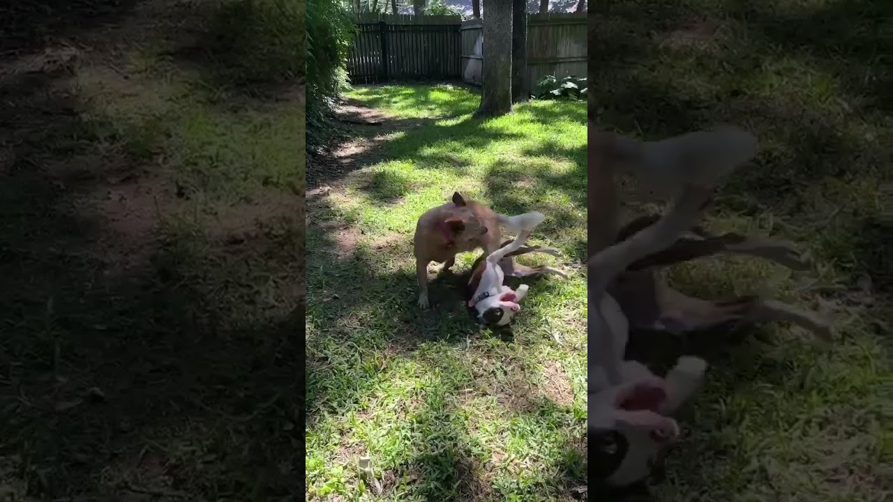 Enlarge Koda with Videos, a ADOPTABLE Pit Bull Terrier in Fort Worth, TX video 3/6