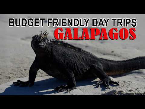 #80 GALAPAGOS: Cheapest and budget friendly day-trips from Puerto Ayora - Ecuador's animal paradise!