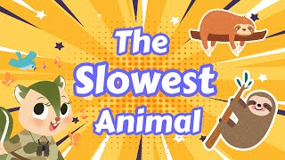 The Slowest Animal | Sloth | Animal Science for Kids