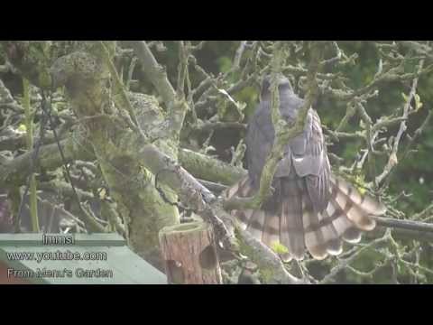 Sparrowhawk  In My Garden