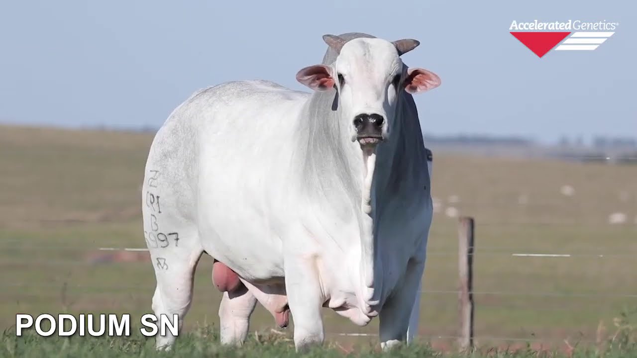 Vídeo PODIUM DA S NICE