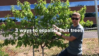 Espalier fruit trees: 3 ways to grow a living fruiting fence